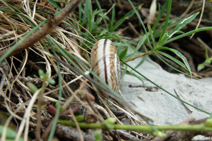 Tentativi di identificazione di uno sprovveduto: Chilostoma?